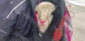 Kar altında doğan kuzusunu üşümesin diye sırt çantasında taşıdı