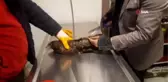 Soğuktan donan yaralı şahin tedavi altına alındı