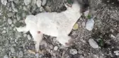 TUNCELİ'DE BACAKLARI KESİLMİŞ ÖLÜ SOKAK KÖPEĞİ BULUNDU