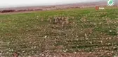 Ceylanlar yeni yaşam alanlarında mutlu