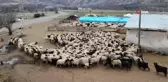 Erzincan'da küçükbaş hayvan varlığı yarım milyonu aştı