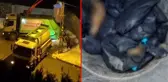 İstanbul'un Beykoz ilçesinde bir çöp konteynerinde 19 ölü köpek bulundu