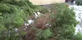 Karın ağırlığına dayanamayan ağaç devrildi