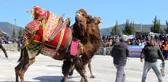 Bodrum'da develer kıyasıya mücadele etti
