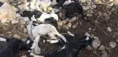 80 küçükbaş hayvan telef oldu