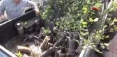MANAVGAT'TA 10 BİN FİDAN DAĞITILDI