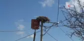 Leylek yuvalarında bahar temizliği