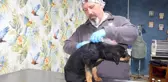 Mersin'de köpeğe kan donduran işkence