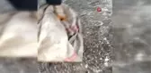 Tavuklarını yiyen tilkiyi suçüstü yakalayan vatandaş tilkiye zarar vermeden doğal yaşam alanına bıraktı