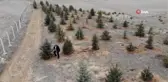 Bozkırı yeşillendiren 'Oksijen Adam' 300 bin fidanı toprakla buluşturdu