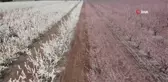 Çiçek açan meyve bahçeleri Amik Ovasını renklendirdi