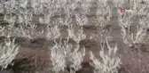 Çiçek açan meyve bahçeleri Amik Ovasını renklendirdi