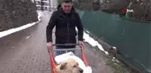 Felçli köpeği hayata bağlayan sevgi... Felçli köpeğini market arabasıyla sokak sokak gezdiriyor