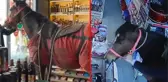 Hırsızın çaldığı atla marketin içine daldığı anlar kamerada