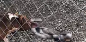 Çanakkale Belediye Barınağı'nda aç kalan pitbulllar birbirini parçaladı
