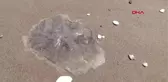 ÖLÜ DENİZANALARI SAHİLE VURDU