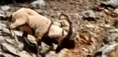 Tunceli'de koruma altında bulunan yaban keçileri görüntülendi