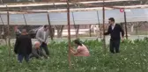 Emiralem çileklerinde hasat dönemi başladı