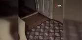 Evine gelen tilkiyi 
