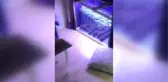 Evinde Hint keneviri yetiştiren zanlı tutuklandı