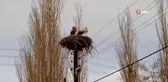 Aynı yere yuva yapan leylekler köyün simgesi oldu