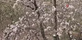 Kahta'da Nemrut Badem Çiçeği Festivali düzenlendi