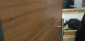 5 milyon liralık vurgun yapan oto hırsızlık çetesi böyle çökertildi