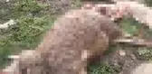 Aç kalan kurtlar, 11 hayvanı telef etti