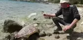 Datça'da telef olan caretta caretta kıyıya vurdu