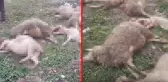 Koyunları gece yarısı acı içinde kıvranarak can verdi, çiftçinin dünyası başına yıkıldı