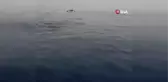 Antalya'da yunus sürüsü, tekneye böyle eşlik etti