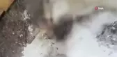 Kırşehir'de hayvanların zehirlenerek öldürüldüğü iddiası