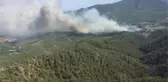 Dalaman'da orman vurgunu