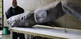 100 yıllık köpek balığının içini açan uzmanların ilk sözleri, 