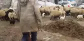 Adilcevaz'da bir yanda kış bir yanda bahar