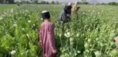 Afganistan'da çiftçiler, haşhaş ekiminden vazgeçmek için alternatif ürün istiyor