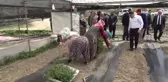 Amasya'da kışın çöken seralarda artık yüzler gülüyor