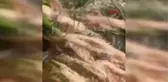 YASAĞA RAĞMEN ALGARNA YÖNTEMİYLE DENİZ PATLICANI AVINA TEPKİ