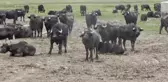 Emekli olup köyüne yerleşti, kurduğu kooperatif kadınlara ek gelir sundu