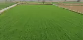 Kuraklığa dayanıklı ketenin üretimi yeni yerli tohumlarla artacak