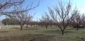 Ağaçları don vuran kayısı üreticisi, destek istedi