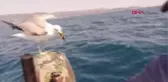 BALIKÇI İLE MARTININ DOSTLUĞU