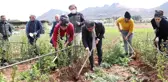 Vali Balcı tarla sürüp, çapa yaptı