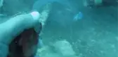 Kıyıya vuran binlerce denizanası, su çıyanlarına yem oldu
