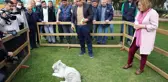 Doğada nadir bulunan beyaz kaplan, Gaziantep'e getirildi