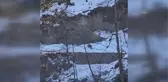 Rize'de yiyecek arayışındaki ayı görüntülendi