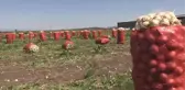 Amik Ovası'nda mevsimlik işçileri ramazanda mesaide