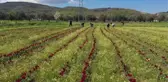 Kooperatifleşen kadınlar Hollanda'ya lale gönderiyor
