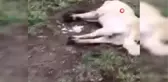 Manisa'da köpek katliamı: 20'ye yakın zehirlendi
