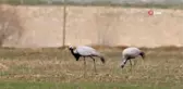 Nesli tükenmekte olan telli turnalar Erciş sahiline geldi